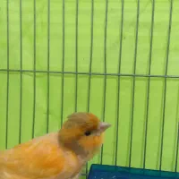 جوجه قناری ماده ابلغ پرتقالی (اسلامشهر)|پرنده|اسلامشهر, شهرک مفیدی|دیوار