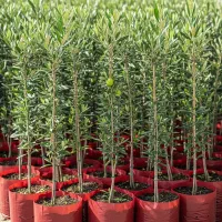 نهال زیتون کنسروی محصول ماندگار و اقتصادی