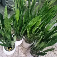 گل سانسوریا فقط تاآخر امشب|گل و گیاه طبیعی|کرج, گلشهر|دیوار