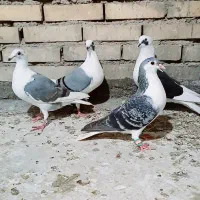 کبوتر دوکتی