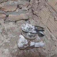 کبوتر پرشی استثنایی