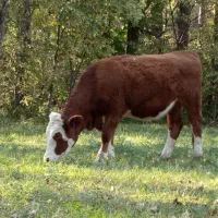 تلیسه سیمینتال نژاد اصل