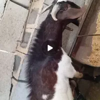 چپش دورگ مورسیا|حیوانات مزرعه|جیرفت, |دیوار