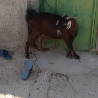 بز قصر چاق|حیوانات مزرعه|خورموج, |دیوار