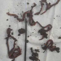 کرم خاکی زنده مخصوص ماهی گیری طعمه کپور|ماهیگیری|اصفهان, باغ فدک|دیوار