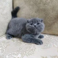 بچه گربه های مستقر در شیراز|گربه|شیراز, فرگاز|دیوار