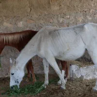 فروش اسب فوری|اسب و تجهیزات اسبسواری|خنج, |دیوار