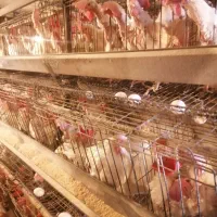 مرغ سفید تخمگذار