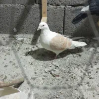 پلنگ، کویتی امری|پرنده|کاشمر, |دیوار