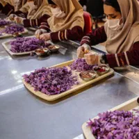 سرمایه پذیری در بخش صادرات و فروش زعفران|استخدام مالی، حسابداری، حقوقی|کرج, برغان|دیوار