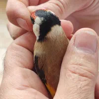 سهره نر نشاندار|پرنده|اردبیل, |دیوار