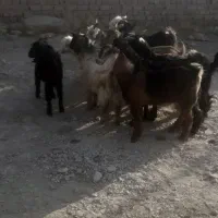 کهره چاق