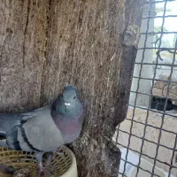 سلام.سبز،چشم سیاه بازیکن ماده به فروش میرسد|پرنده|نگار, |دیوار