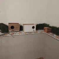 عروس‌هلند  فنچ قناری سهره