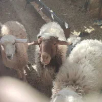 قوچ|حیوانات مزرعه|نیمبلوک, |دیوار