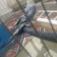 مرغ عشق