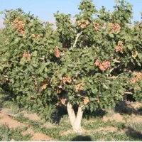 فروش-زمین-پسته-تلمبه-عباس-آباد-حجت-زین-اباد