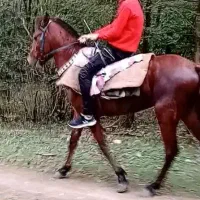 اسب فروشی|اسب و تجهیزات اسب‌سواری|شاندرمن, |دیوار