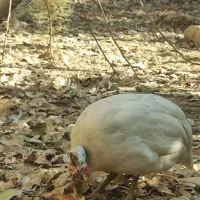 کبوتر بادکنکی درشت پاپر نر معاوضه با مرغ تخمگذار|پرنده|احمدآبادمستوفی, |دیوار