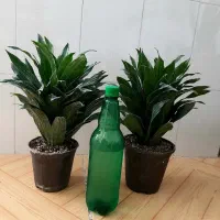 زاموفیلیا سوپر بلک قیمت فقط 80 و 60 هزار تومان|گل و گیاه طبیعی|نیشابور, شهرک قدس|دیوار