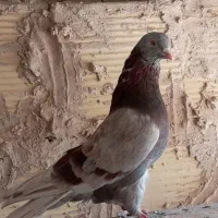 کبوتر خوب و پرشی. مایه|پرنده|قم, شاه ابراهیم|دیوار