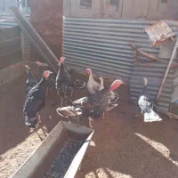 تعدادی بوقلمون نر وماده به ضمانت. سلامت کامل