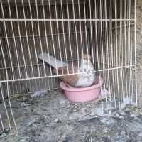 ماده سفید آلمانی ماده و ساده زرد افشون کاکلی ماده