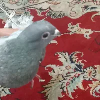 کفتر|پرنده|تربتحیدریه, بی بی حسنیه|دیوار