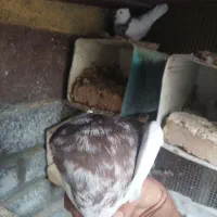 سه جفت کبوتر اصلی درجه یک حراج|پرنده|لنجان, |دیوار