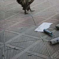 خروس نژاد سلطان