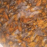 جیرجیرک تازه تازه