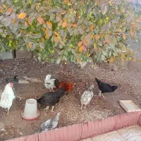 فروش مرغ و خروس|حیوانات مزرعه|ترکمانچای, |دیوار