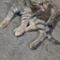 واگذاری گربه دستی