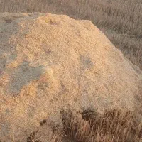 کاه گندم'دیم