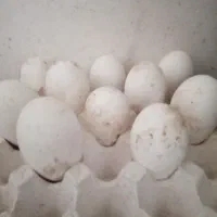 تخم غاز نطفه دار