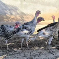 بوقلمون محلی اصل و قوغاز غاز