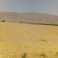 فروش-زمین-کشاورزی