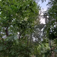 زمین مسکونی سورشجان
