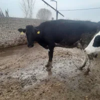 گاو  قصر ساغن