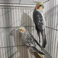 عروس هلندی مولد به شرط جوجه