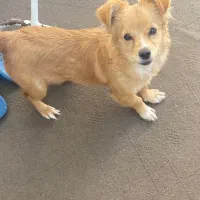 توله سگ|سگ|گرگان, |دیوار