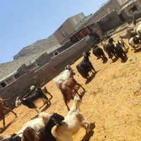 فروش 20 راس بز کر دار|حیوانات مزرعه|شیراز, دارالرحمه|دیوار
