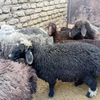 میش زاییده|حیوانات مزرعه|خمینی‌شهر, |دیوار