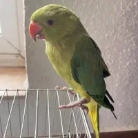 طوطی ملنگو ۱۰۰ روزه|پرنده|فریدون‌کنار, |دیوار