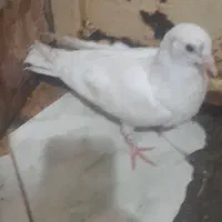 جوجه کفتر|پرنده|مشهد, کوی سیدی|دیوار