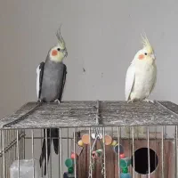 عروس هلندی|پرنده|چابکسر, |دیوار