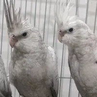 عروس هلندی ایزابلا