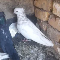 کبوتر نوک جمع و جوجه|پرنده|ابهر, |دیوار