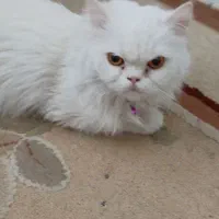 گربه پرشین فقط ۵ تومن