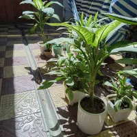 گل گیاه|گل و گیاه طبیعی|میاندوآب, |دیوار